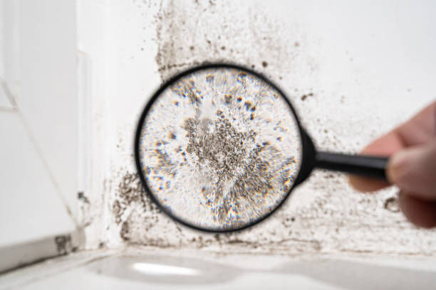 Danville, VA Mold Removal Company